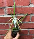 B. Yaki (B. cucullata 'Holy Cow' AM/AOS x B. nodosa 'Susan Fuchs' FCC/AOS)