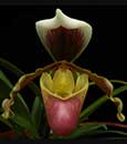 Paphiopedilum coccineum  