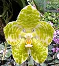 Phal. Mok Choi Yew  (gigantea var alba x violacea var alba)