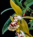 Coelogyne schilleriana 