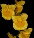 Den. braianense (Syn. Den. ejerii, Den. capillipes var. elegans)     