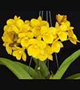 Ctna. Why Not 4N ( Yellow Form )  (Yellow Kitty 4N x H/R 4N)