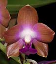 Phalaenopsis marriottiana 