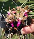 Paraphadenia. Juraj Kojs (Seidenfadenia mitrata x Paraphalaenopsis labukensis)