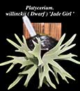 Platycerium. willinckii ( Dwarf ) 'Jade Girl Sporeling' 