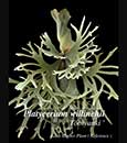 Platycerium. willinchii ' Tobiyauki '  (' Celso Tatsuta ' x ' Yello Moon')