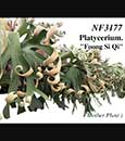 Platycerium. 'Foong SiQi' Sporeling 