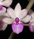 Seidenanda. Ucho (Vanda falcata x Seidenfadenia mitrata)