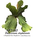 Platycerium. elephantotis ( Elephant Ear Staghorn ) 