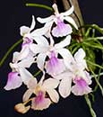 (Holcoglossum amesianum x Seidenfadenia mitrata)