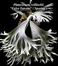 Platycerium. willinckii 'Celso Tatsuta 塞爾所 ( Sporing ) 