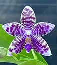 Phal. (YangYang Blue Flash x Lioulin Blue Surprise)