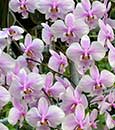 Phal. Rothschildiana  (schilleriana ' Sakura' x amabilis var Fuga)