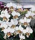 Phal. stuartiana  (" Prince " x " Perfume ")