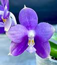 Phal. YangYang Reflex Blue ( Sibling )  (" Blue Boy " x " Blue Prince ")