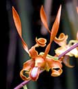 Dendrobium  tangerinum 