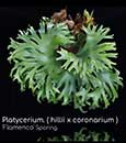 Platycerium. ( hillii x coronarium ) ' Flamenco' Sporing 