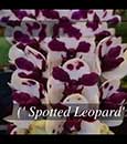 Rhy. gigantea ('Red Spots' x 'Cartoon Panda')
