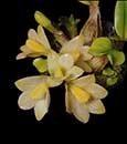 Dendrobium laevifolium fma Yellow  