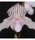 Paph. Woluwense (Paph. niveum ' Pearl ' x Paph. rothschildianum ' Rex' FCC/AOS)