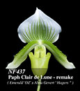 Paph. Clair de Lune ( Remake )  (Emerald ' OZ' x Alma Gevert  ' Hagers ')
