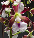 Enc. cordigera  (cordigera ' Hinomaru ' x cordigera ' Sweet Fragrance  ') 