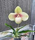 Paph. hangianum ( Red Flare ) ('Red Bean' x 'Red Power')