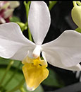Phal. intermedia ( Yellow lip )  (intermedia ' yellow lip ' x intermedia ' canary ')