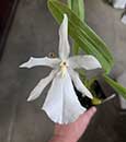 Milt. spectabilis fma. alba ( x )