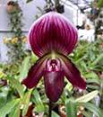 Paph. callosum  (Paph.  callosum var. vinicolor ' Daya' x Paph. callosum ' Huei' )