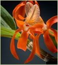 Dendrobium  unicum  ( x )