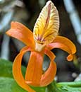 Dendrobium  unicum  ( x )