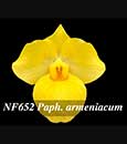 Paph. armeniacum  (ameniacum 'Jumbo' x ameniacum 'Canary')
