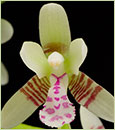 Phalaenopsis  japonica 