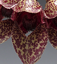 Bulb. frostii  ( x )