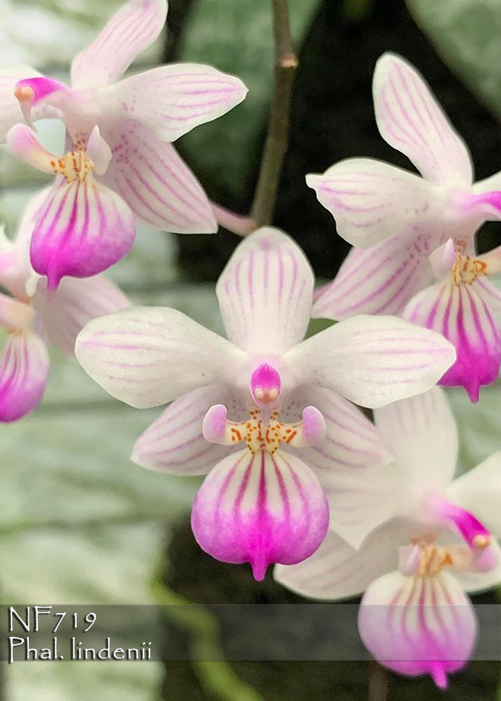 Phal. lindenii / Orchids.com