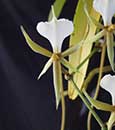 Plectrelminthus caudatus 