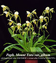 Paph. Mount Toro var. album  (philippinense alba ' Sunlight #5 SM/TPS x stonei alba 'Formosa' CHM/TPS)
