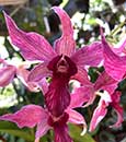 Den. Hawaii Spectacular (Big Alex x spectabile) 