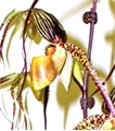 Paph. Shin-Yi Pride  (Paph. Michael Koopowitz x Paph. rothschildianum)