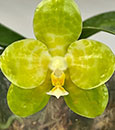 Phal.LD Gigan Green Giant  (Chang Yi Green Giant ' Prince'  x gigantea var.alba ' Prince ')