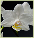 Phal. Timothy Christopher 'Floribunda'  (Cassandra ' Snow White' x amabilis ' Monte Vista' HCC/AOS)