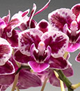 Phal.  Happy News 'FANGtastic'  (Happy UFO x Sweet Strawberry) 