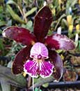 C. schilleriana  ( x )