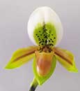 Paph. exul  (exul ' Phuket' AM/AOS x self)