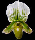 Paph. Favorlang Moss  (Hsinying Citron x fairrieanum)