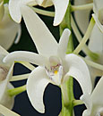 Den. speciosum var. pedunculatum  ( x )