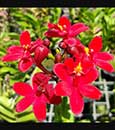 Epi. (Pacific Classic 'Amber Alert' HCC/AOS x Pacific Songbird 'Sunny')