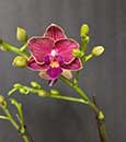Phal. Younghome Sunkist (Phal. Lih Jianq Girl x Phal. Kuntrarti Rarashati)