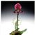 Fine Wine Lady Slipper Orchid in Cachepot (Online orders only!)